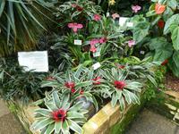 Eric Young Orchid Foundation