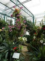 Eric Young Orchid Foundation