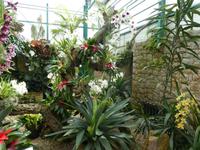 Eric Young Orchid Foundation