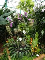 Eric Young Orchid Foundation