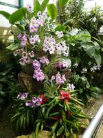 Eric Young Orchid Foundation