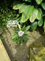 Eric Young Orchid Foundation