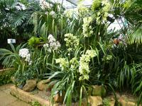 Eric Young Orchid Foundation