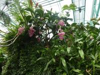 Eric Young Orchid Foundation