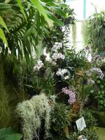 Eric Young Orchid Foundation