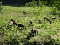 Ziegenart auf Jersey