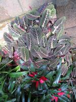 Eric Young Orchid Foundation