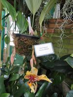 Eric Young Orchid Foundation