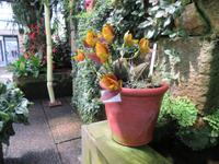 Eric Young Orchid Foundation