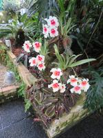 Eric Young Orchid Foundation