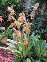 Eric Young Orchid Foundation