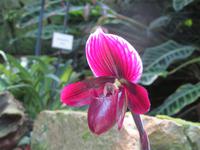 Eric Young Orchid Foundation