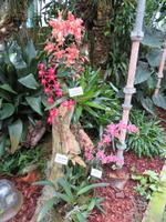 Eric Young Orchid Foundation