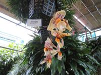 Eric Young Orchid Foundation