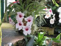 Eric Young Orchid Foundation