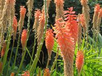 Privatgarten Mr. Miles