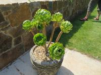 Privatgarten Mr. Miles