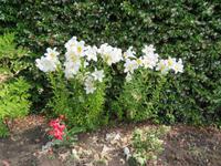 Privatgarten Mr. Miles