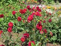 Privatgarten Mr. Miles