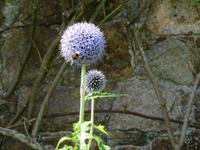 Privatgarten Mrs. Skinner