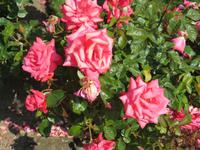 Privatgarten Mrs. Skinner