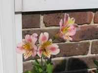 Privatgarten Mrs. Skinner