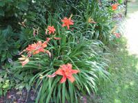 Privatgarten Mrs. Skinner