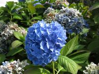 La Mare Weingut - Hortensien