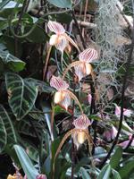 Eric Young Orchid Foundation