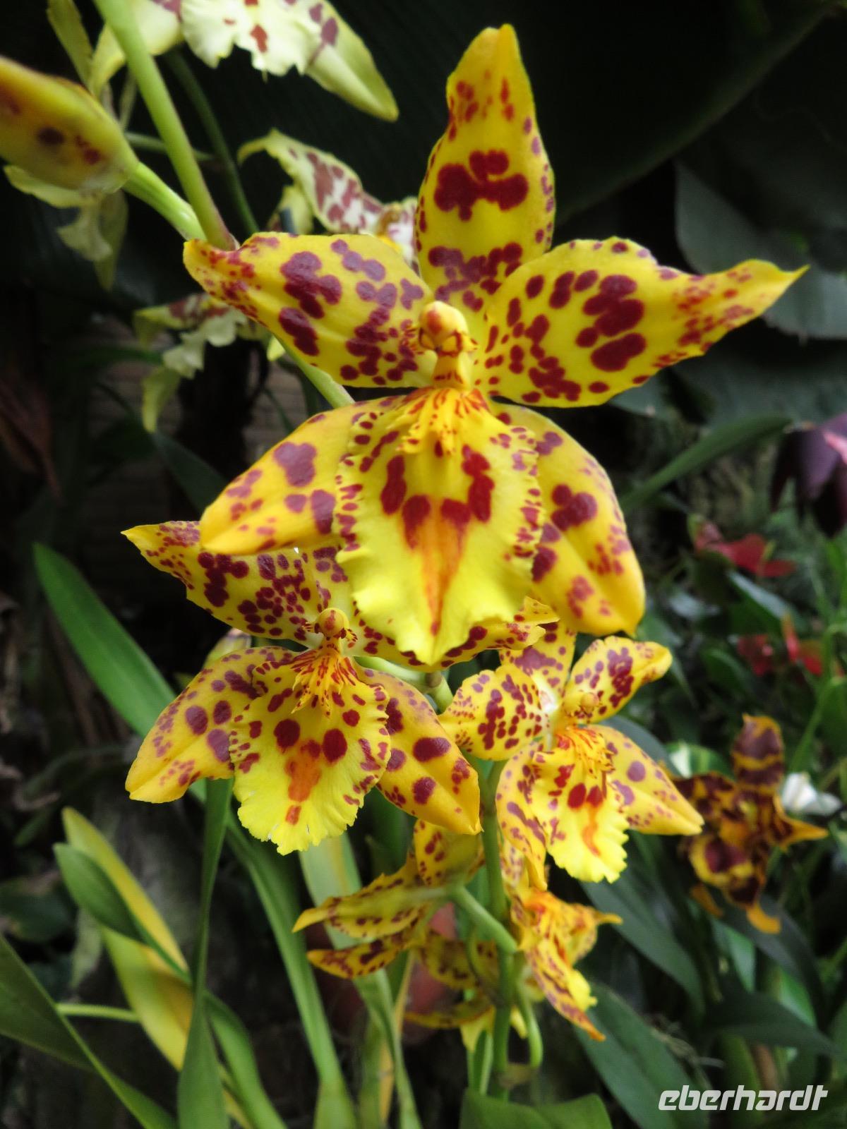 Eric Young Orchid Foundation