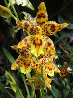 Eric Young Orchid Foundation