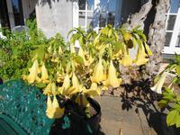 Jersey -  Privatgarten von Mrs. Lea 