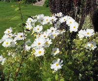 Jersey -  Privatgarten von Mrs. Lea 