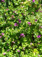 Jersey -  Privatgarten von Mrs. Lea 