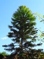 Jersey -  Privatgarten von Mrs. Lea 