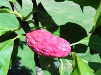 Jersey -  Privatgarten von Mrs. Lea 