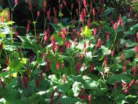 Jersey -  Privatgarten von Mrs. Lea 