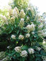 Jersey -  Privatgarten von Mrs. Lea 