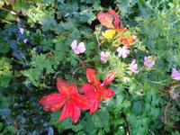 Jersey -  Privatgarten von Mrs. Lea 