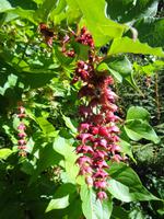 Jersey -  Privatgarten von Mrs. Lea 