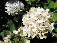 Jersey -  Privatgarten von Mrs. Lea 