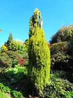 Jersey -  Privatgarten von Mrs. Lea 