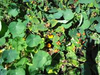 Jersey -  Privatgarten von Mrs. Lea 