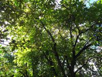 Jersey -  Privatgarten von Mrs. Skinner † 