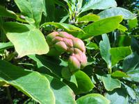 Jersey -  Privatgarten von Mrs. Skinner † 