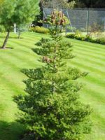 Jersey -  Privatgarten von Mrs. Skinner † 