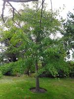 Jersey -  Privatgarten von Mrs. Skinner † 