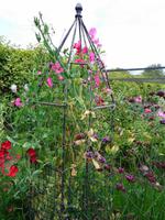 Jersey -  Privatgarten von Mrs. Skinner † 