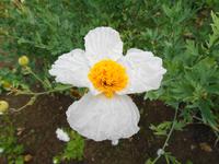 Jersey -  Privatgarten von Mrs. Skinner † 