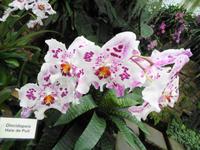 Jersey - Eric Young Orchid Foundation